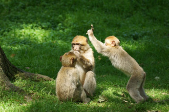 Картинка животные обезьяны игра лес трава