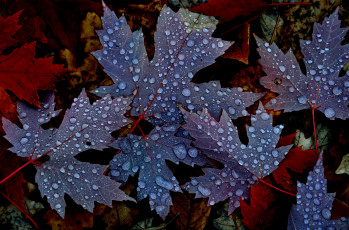 Картинка природа листья осень капли роса утро