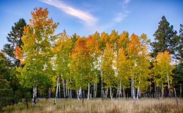 Картинка природа лес ряд деревья небо осень