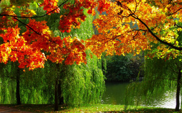 Картинка природа реки озера лес фото река осень листва