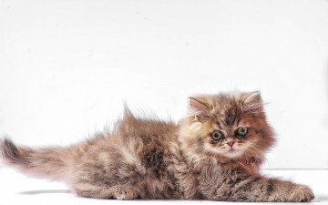 Картинка животные коты взгляд фон котёнок глаза