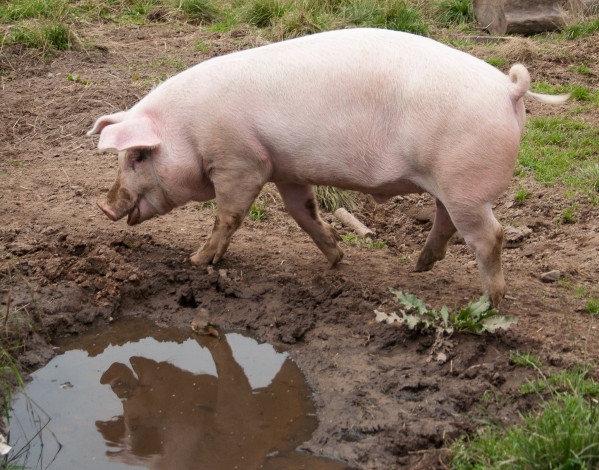 Обои картинки фото животные, свиньи,  кабаны, лужа, бежит, трава, грязь, свинья, свинка, отражение