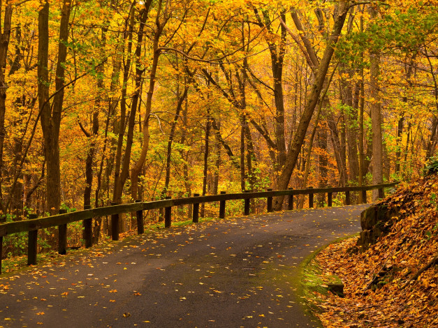 Обои картинки фото природа, дороги, осень, листья, парк, лес, дорога, деревья, nature, path, road, colorful, leaves, trees, park, forest, walk, colors, fall, autumn