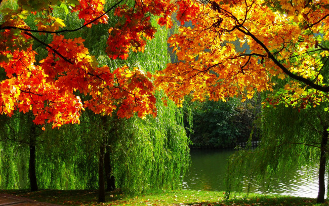 Обои картинки фото природа, реки, озера, лес, фото, река, осень, листва
