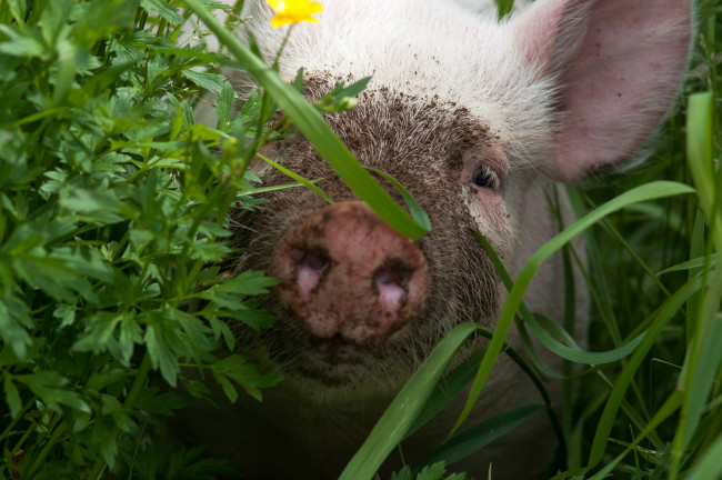 Обои картинки фото животные, свиньи,  кабаны, портрет, свинка, трава, песок, пятачок, петрушка