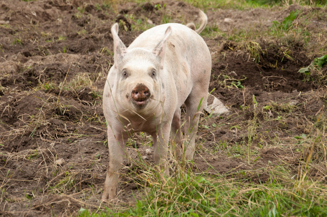 Обои картинки фото животные, свиньи,  кабаны, свинья, свинка, трава, грязная
