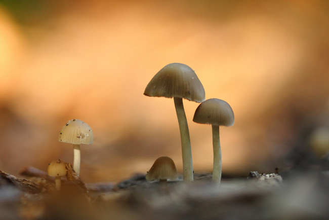 Обои картинки фото природа, грибы, поганки, сырость, утро, макро