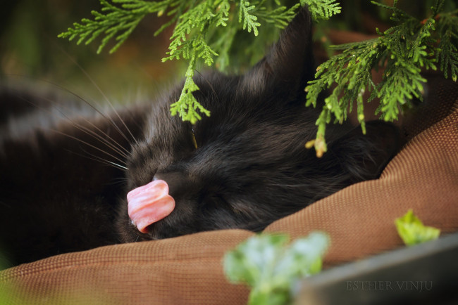 Обои картинки фото животные, коты, кот, чёрный, подушка, растения, взгляд, язык, мордочка