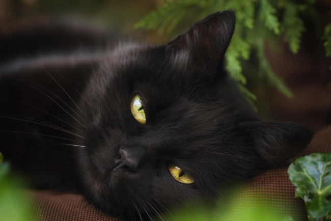 Обои картинки фото животные, коты, коте, киса, чёрная, взгляд, прищур, хитрая