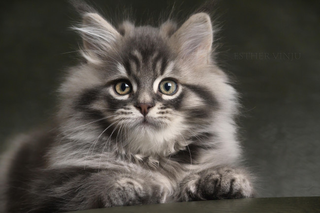 Обои картинки фото животные, коты, котёнок, серый, полосатый, пушистый, взгляд