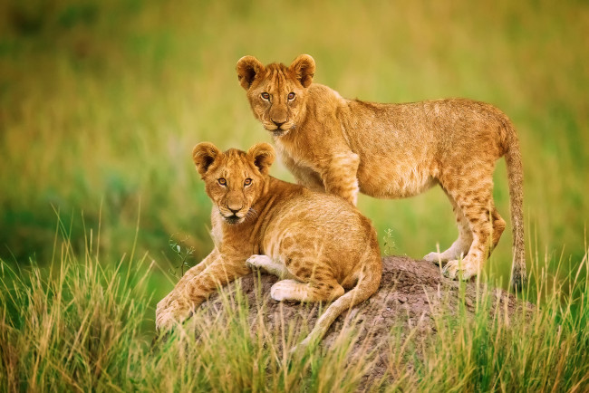 Обои картинки фото животные, львы, трава, бугор, африка, львята