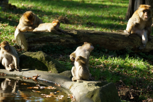Обои картинки фото животные, обезьяны, чаша, группа, листья, вода, трава