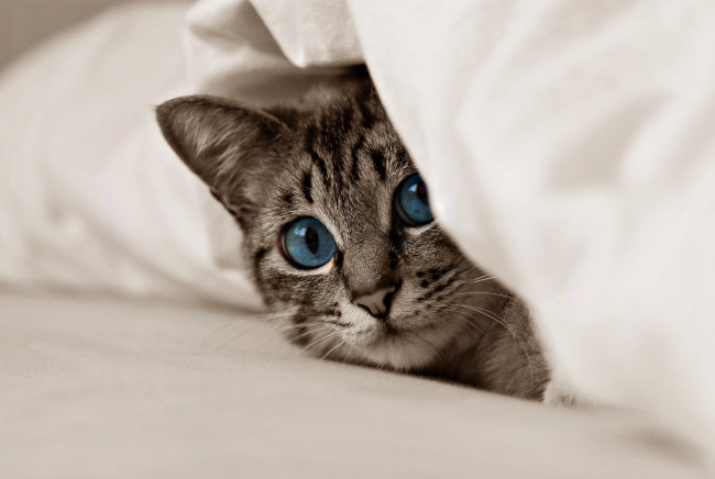 Обои картинки фото животные, коты, взгляд, голубые, глаза, кот, котёнок, ткань