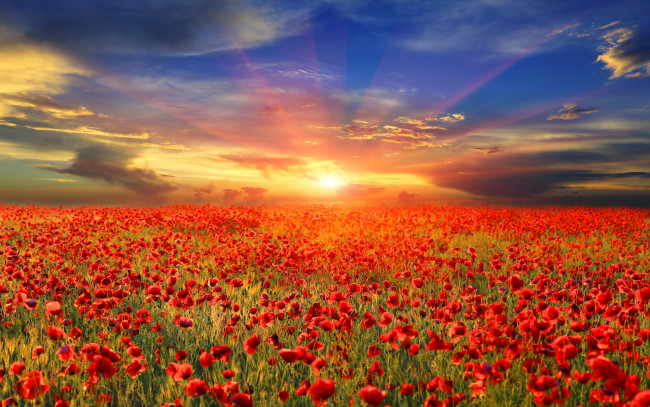Обои картинки фото цветы, маки, красные, поле, лучи, солнце, небо, рассвет