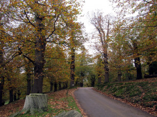 Картинка природа дороги листопад осень дорога деревья