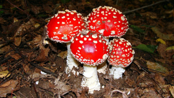 Картинка природа грибы +мухомор семейка грибная