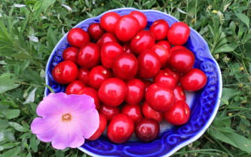 Картинка еда вишня +черешня петуния вишни трава тарелка
