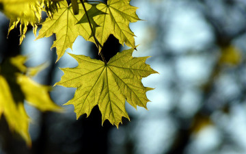 Картинка природа листья кленовые