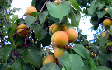обоя природа, плоды, абрикосы