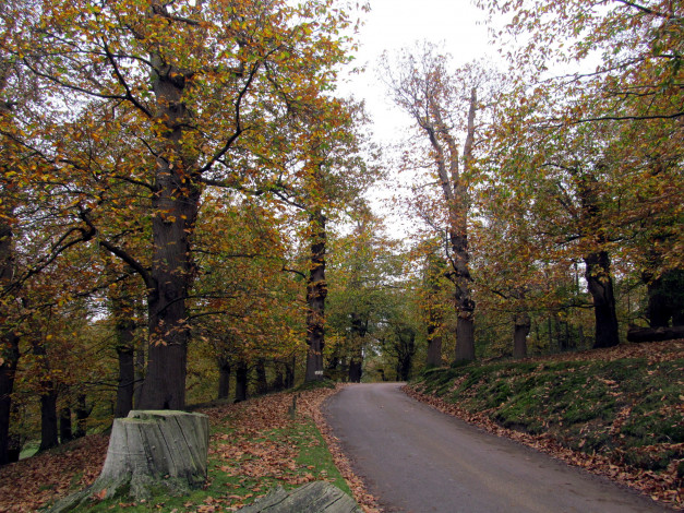 Обои картинки фото природа, дороги, листопад, осень, дорога, деревья