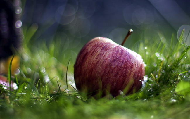 Обои картинки фото еда, Яблоки, трава, яблоко, боке