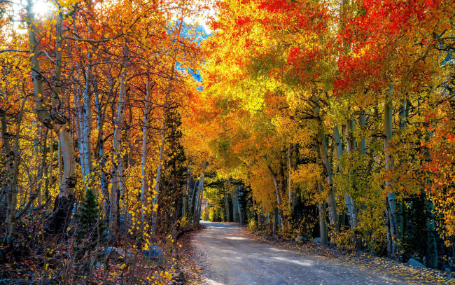 Обои картинки фото природа, дороги, березы, осень, дорога, листопад