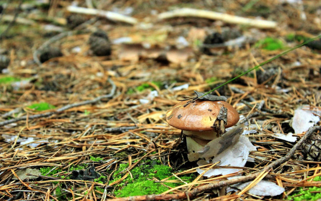 Обои картинки фото природа, грибы, масленок