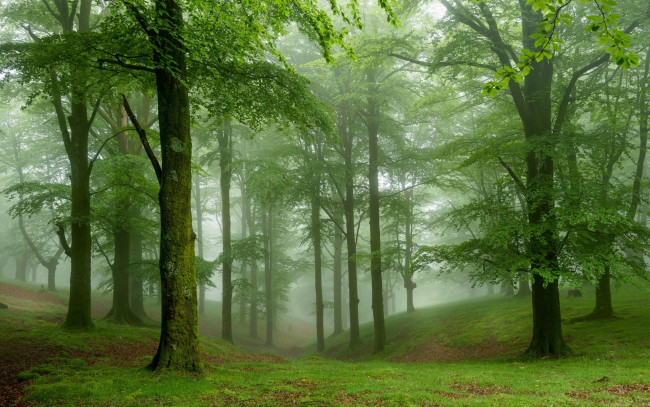 Обои картинки фото природа, лес, туман, зеленые, деревья