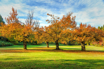 обоя природа, парк, деревья, осень