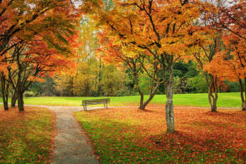 Картинка природа парк осень деревья