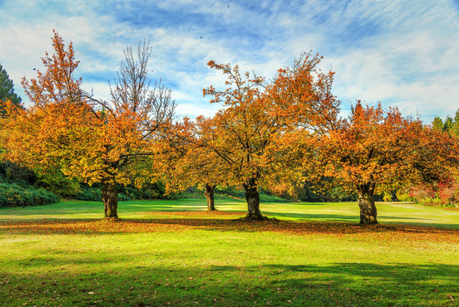 Обои картинки фото природа, парк, деревья, осень