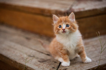 Картинка котик животные коты кот животное фауна взгляд цвет поза