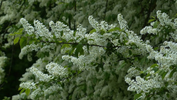 Картинка цветы черемуха весна белая ветка
