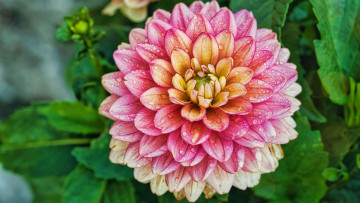 Картинка цветы георгины розовый георгин макро капли
