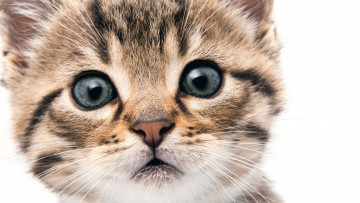 Картинка котик животные коты кот животное фауна взгляд цвет поза