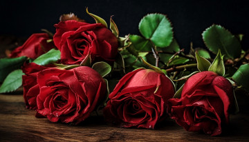 Картинка цветы розы бутоны красные макро