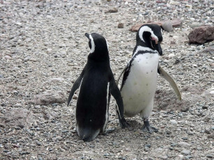 обоя животные, пингвины