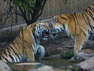 обоя животные, тигры