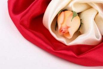 Картинка цветы розы роза на шелке