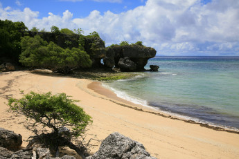 Картинка природа побережье море берег кусты камни