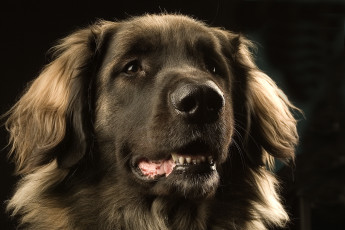 Картинка животные собаки леонбергер