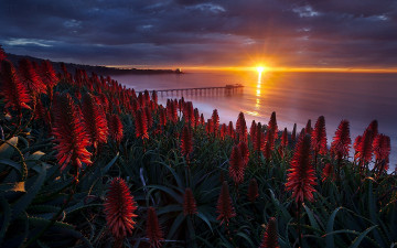 Картинка природа восходы закаты цветы солнце море