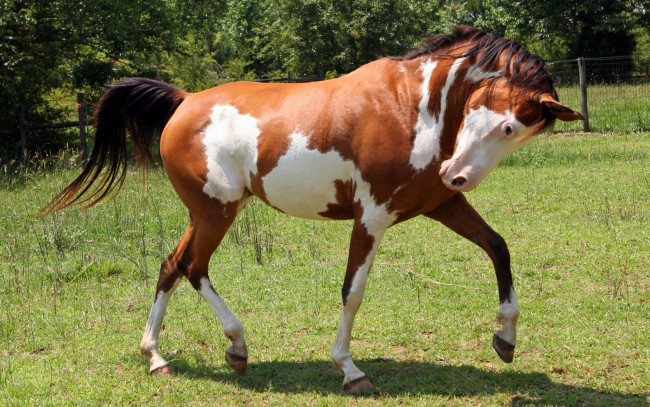 Обои картинки фото животные, лошади, пегий, конь, лошадь