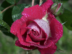 Картинка цветы розы капли лепестки макро бутон роса