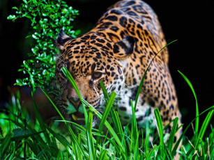 Картинка jaguar животные Ягуары ягуар оскал трава