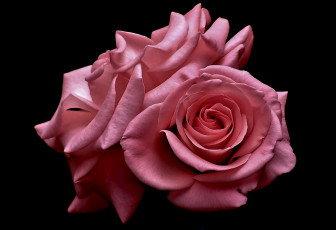 Картинка цветы розы лепестки бутоны