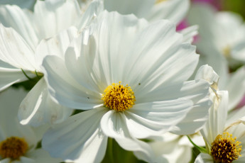 Картинка цветы космея белый макро
