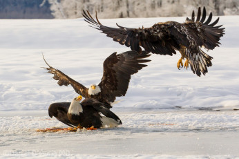 Картинка животные птицы хищники орланы добыча полет драка
