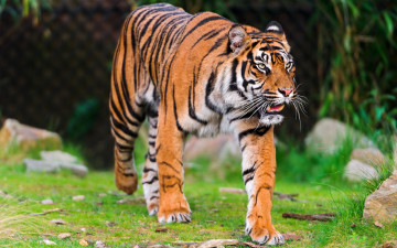 Картинка sumatran tiger животные тигры кошка хищник суматранский тигр