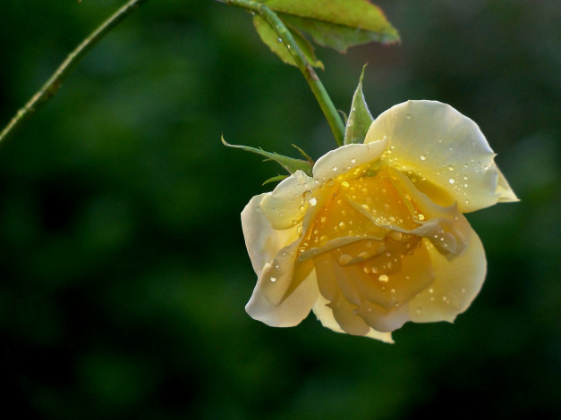 Обои картинки фото цветы, розы, бутон, жёлтая, роза, капли